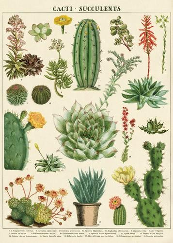 Cavallini Vintage Poster Succulents