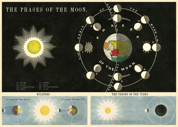 Cavallini Vintage Poster/ Papier Phases of the moon